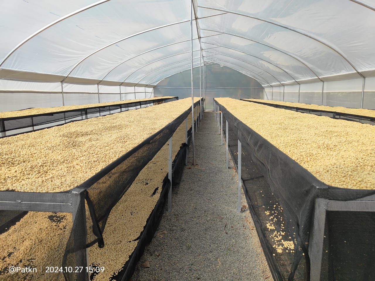 Photos of Solar Coffee Driers